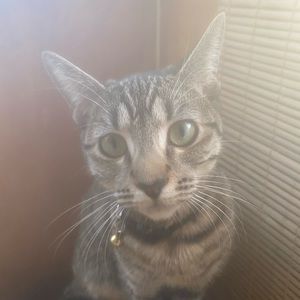 Meet your Posher, Romonte